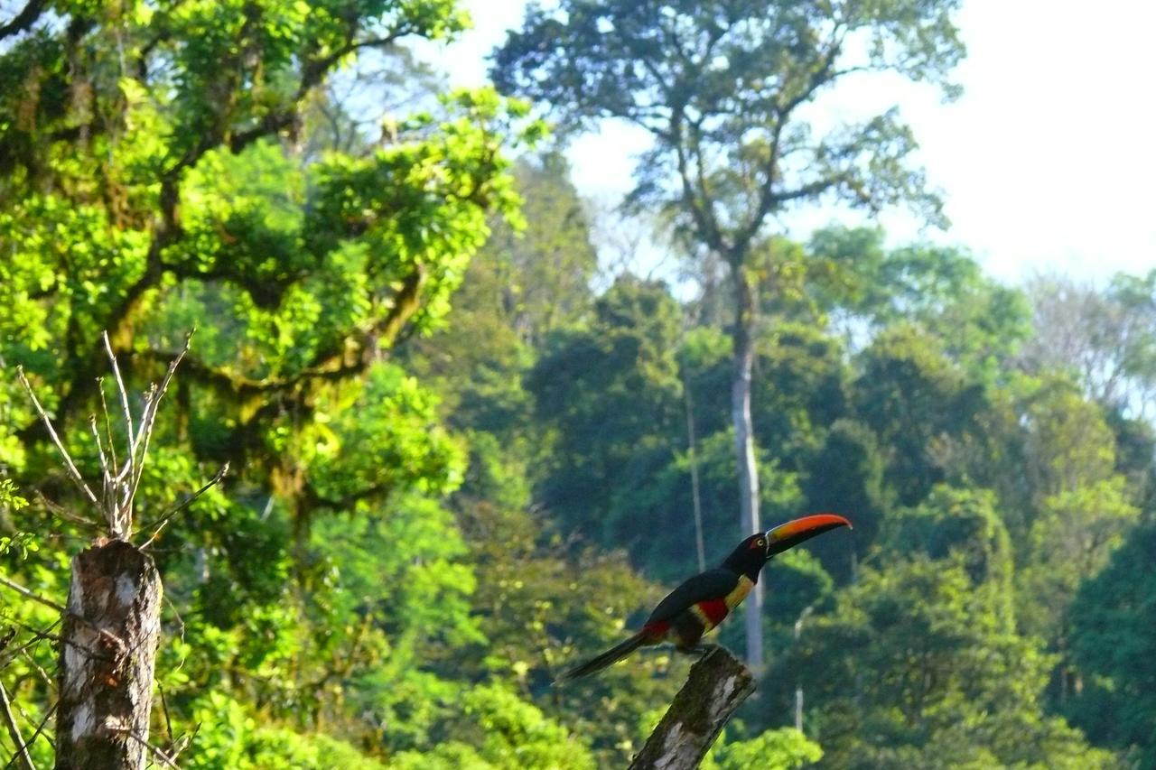 Rafiki Safari Lodge Savegre Rum bild